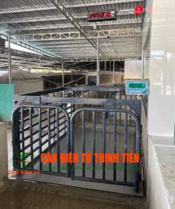 Cân heo điện tử 2 tấn